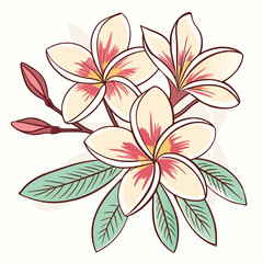 Delicate illustration of three creamy white plumeria flowers with pink centers and green leaves on a light background vector illustration of a flower