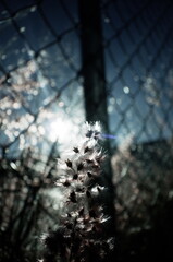 Fresh morning through delicate spikes