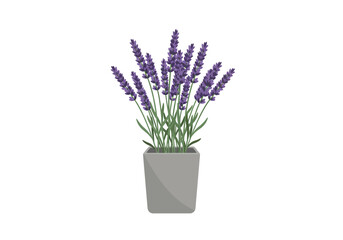 Potted Lavender Plant in Grey Pot.