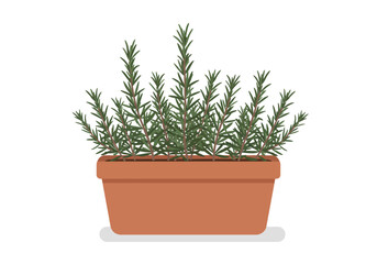 Rosemary Herb Plant in a Brown Pot.