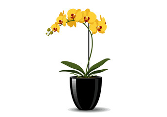Yellow Orchid in Black Pot Elegant Plant.