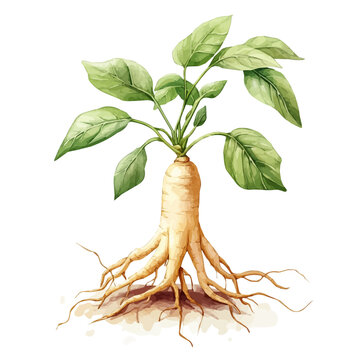 Ginseng Plant, watercolor painting vector, isolated on a white background.