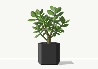 Jade Plant in Black Hexagonal Pot. © charly