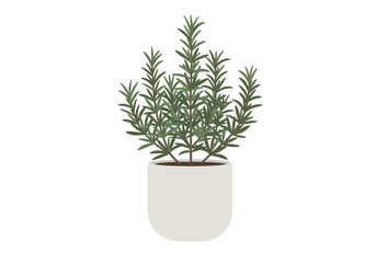 Rosemary Plant in White Pot.