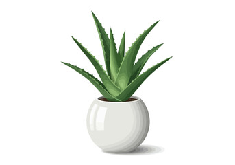 Aloe Vera Plant in White Pot.