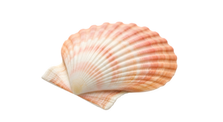 Isolated on transparent background, a delicate scallop shell with intricate patterns and a soft, pastel palette, evoking a sense of tranquility and natural beauty