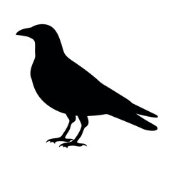 Fototapeta premium Silhouette of a black crow standing alert on a white background with its beak pointed forward