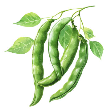 watercolor of Green Beans, vector, isolated on a white background.