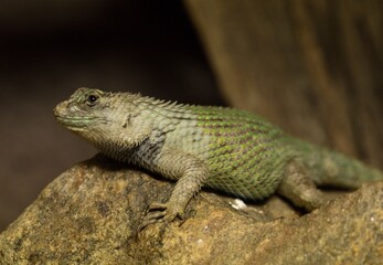 lizard on a rock
