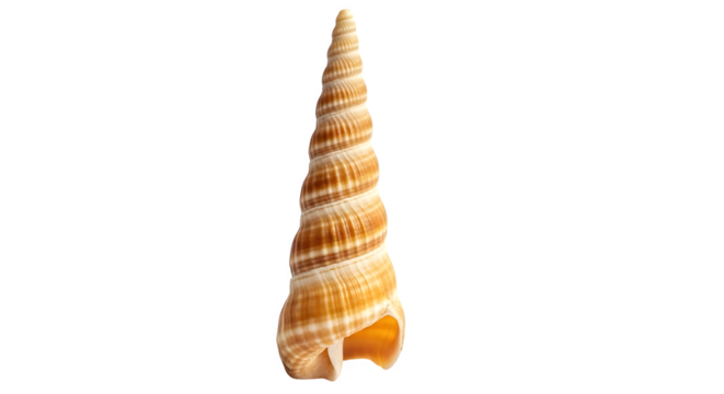 Towering turritella seashell isolated on transparent background, showcasing its intricate spiral structure and warm, earthy tones in a captivating display
