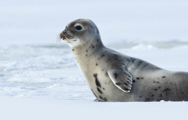Juvenile harp seal 