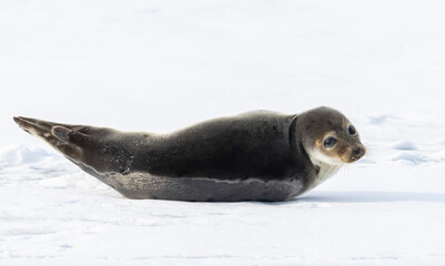 Juvenile harp seal 