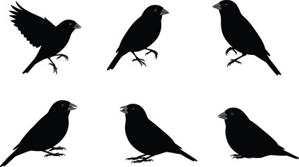 Obraz premium Bird silhouette vector illustration showing different poses of perched and flying finches, perfect for wildlife design, nature artwork, and decoration.