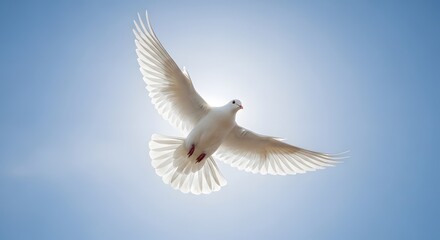 Obraz premium A white dove flying gracefully across a clear blue sky, sunlight highlighting its wings as a universal symbol of peace