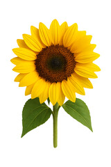 Sunflower High quality Realistic image.