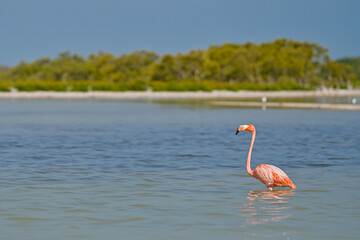 Flamingo in the water Rio Lagartos