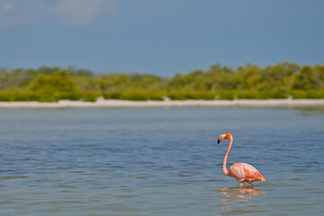 Flamingo in the water Rio Lagartos