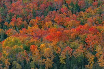 Landscape of forest from Brockway Mountain Drive, Michigan's Upper Peninsula, USA