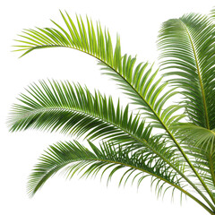 Several long palm fronds arching gracefully outward, tropical leaves isolated on white background. PNG