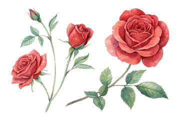 Watercolor Red Rose Flower Isolated on White Background