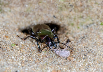 the bug on the ground