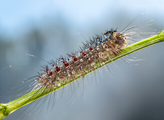 caterpillar on a leaf
