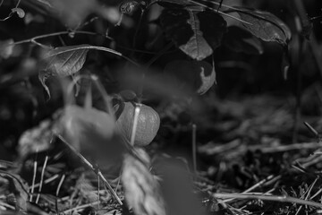 Monochrome close-up of a lone wild fruit or berry nestled in the undergrowth of a forest floor, surrounded by dried leaves and branches.