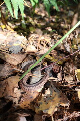 viper in the grass