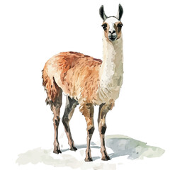 Llama, watercolor clipart vector, isolated on a white background. © F-ART