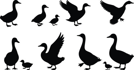 Vector collection of goose and duck silhouettes with chicks, flying and walking birds, farm animal illustration set for wildlife, pond scene and nature design