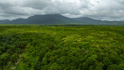 aerial view a vivid contrast between a palm plantation and a lush forest. the transition from agricultural land to untouched wilderness, highlighting patterns of land use and environmental impact. © Narong Niemhom