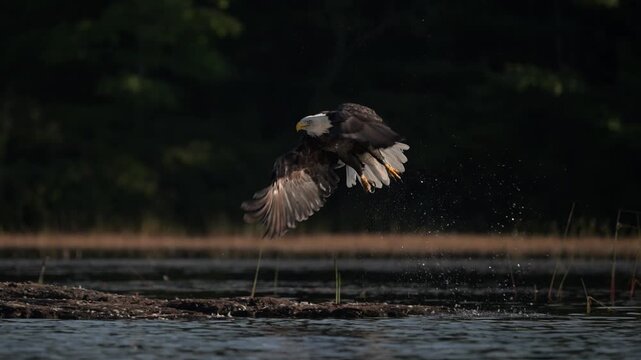 Bald eagle taking flight on a lake