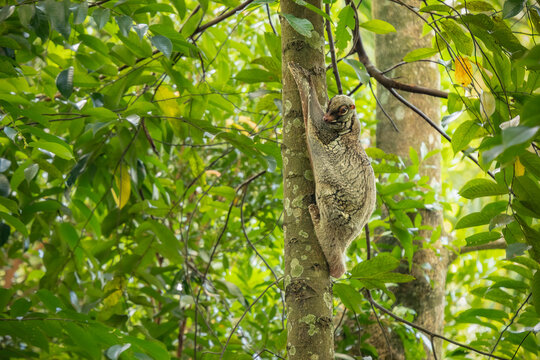 Sunda flying lemur clinging to a tree trunk, camouflaged in mottled fur, with wide eyes and gliding membrane visible in its tropical forest habitat.