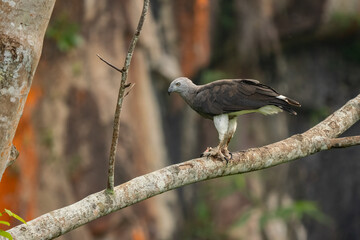 Majestic Grey-headed Fish Eagle (Ichthyophaga ichthyaetus) in its natural habitat. This powerful Asian raptor with its striking grey head and sharp gaze embodies wild nature. Perfect for wildlife, bir