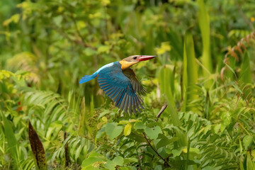 Stork-billed kingfisher in flight above water, wings spread with splashing droplets, colorful tropical bird hunting fish, dynamic wildlife action scene, sharp focus, natural habitat.