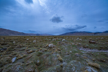 A peaceful herd of yaks and goats grazes on the high-altitude grasslands of the Himalayas under a dramatic evening sky. The expansive landscape captures the raw beauty and traditional pastoral life