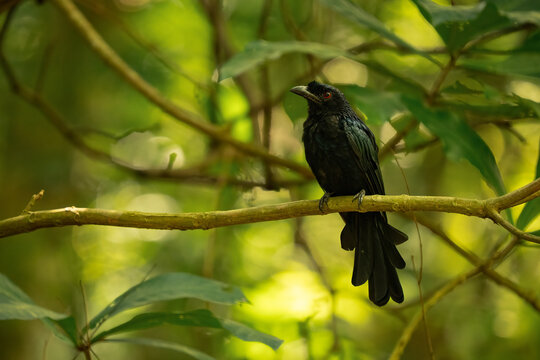 Greater racket-tailed drongo without long tail feathers in a forest