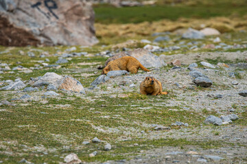 Himalayan marmots have thick, soft fur and rabbit-like teeth. They burrow into grasslands. They live in beautiful landscapes and are gentle animals, which attracts tourists to come and meet them.
