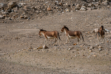 High-Altitude Survivor The kiang, or Tibetan wild ass, thrives on the rugged Tibetan Plateau with its striking reddish-brown coat, white belly, and dark dorsal stripe. Built for harsh climates
