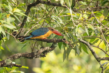Stork-billed kingfisher (Pelargopsis capensis) perched on a branch, displaying vivid blue wings, golden body, and bold red bill amid lush green surroundings. Tropical avian beauty.