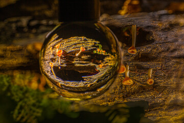 In the damp woodland near the waterfall orange champagne mushrooms resemble glowing glasses of champagne mirrored in both the crystal orb and the misty reflections on the forest floor.