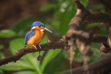 Stunning Blue-eared Kingfisher (Alcedo meninting) perched by a rainforest stream, displaying vibrant blue and orange plumage. Perfect for themes of exotic wildlife, birdwatching, and nature in Asia.