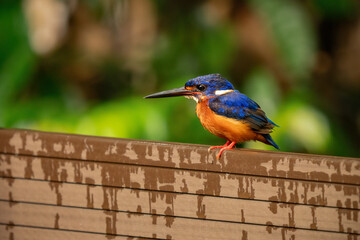 Obraz premium Stunning Blue-eared Kingfisher (Alcedo meninting) perched by a rainforest stream, displaying vibrant blue and orange plumage. Perfect for themes of exotic wildlife, birdwatching, and nature in Asia.