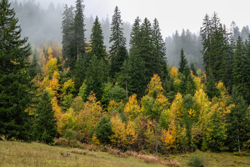 Herbstwald im Berner Oberland in der Schweiz
Autumn forest in the Bernese Oberland in Switzerland
