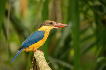 Obraz premium Stork-billed kingfisher (Pelargopsis capensis) perched on a branch, displaying vivid blue wings, golden body, and bold red bill amid lush green surroundings. Tropical avian beauty.