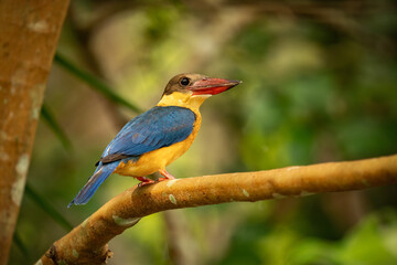 Stork-billed kingfisher (Pelargopsis capensis) perched on a branch, displaying vivid blue wings, golden body, and bold red bill amid lush green surroundings. Tropical avian beauty.