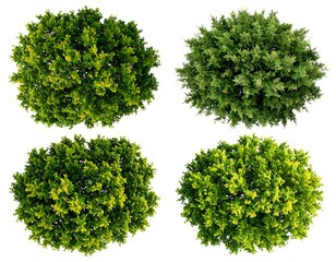 Obraz premium Four overhead views of dense, vibrant foliage