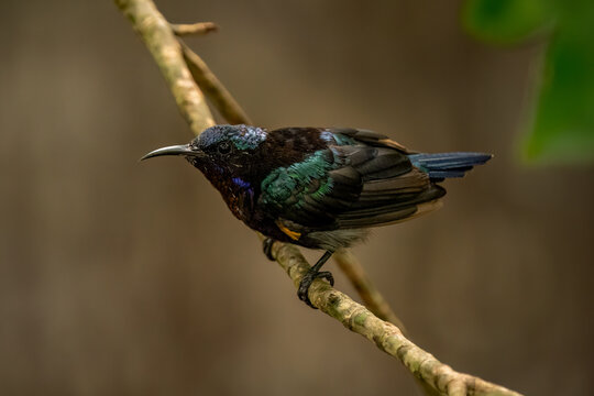 Copper-throated sunbird perched on a branch in Singapore