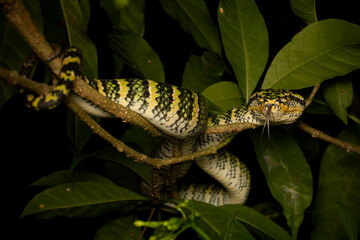 Stunning female Wagler's Pit Viper (Tropidolaemus wagleri) on a branch. Its vibrant green & yellow patterns highlight this venomous, arboreal snake in its tropical rainforest habitat. Southeast Asian.