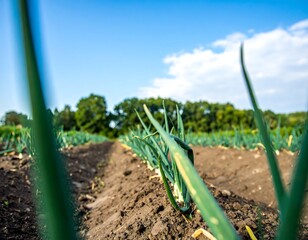 Fototapeta premium Fresh green onion sprouts in a field